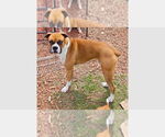 Small #2 Boxer