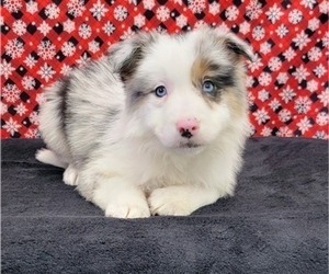 Border Collie Puppy for Sale in BLAKESBURG, Iowa USA