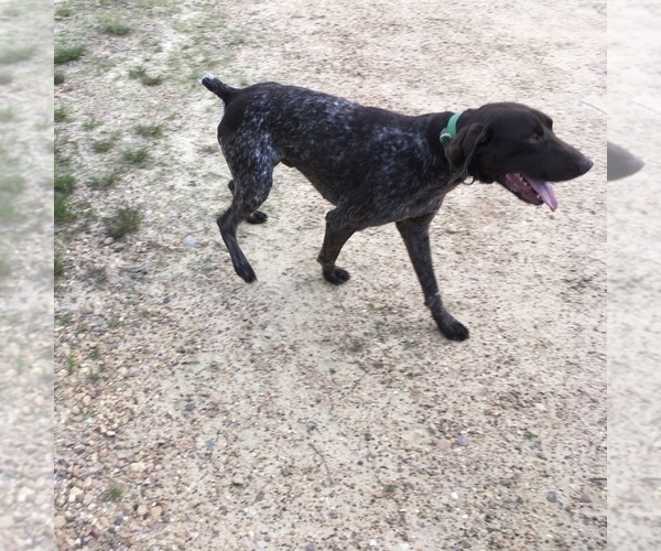 Medium Photo #1 German Shorthaired Pointer Puppy For Sale in DUNN, NC, USA