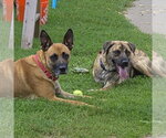 Small #9 German Shepherd Dog Mix