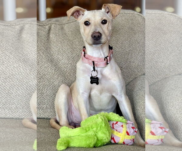 Medium Photo #4 Mutt Puppy For Sale in Rockaway, NJ, USA