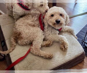 Poodle (Miniature) Dogs for adoption in Mooresville, NC, USA