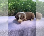 Small Photo #9 Australian Shepherd Puppy For Sale in MERIDIANVILLE, AL, USA