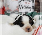 Small Photo #17 Cavalier King Charles Spaniel Puppy For Sale in CARLISLE, KY, USA