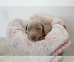 Small Photo #6 Weimaraner Puppy For Sale in HEMET, CA, USA