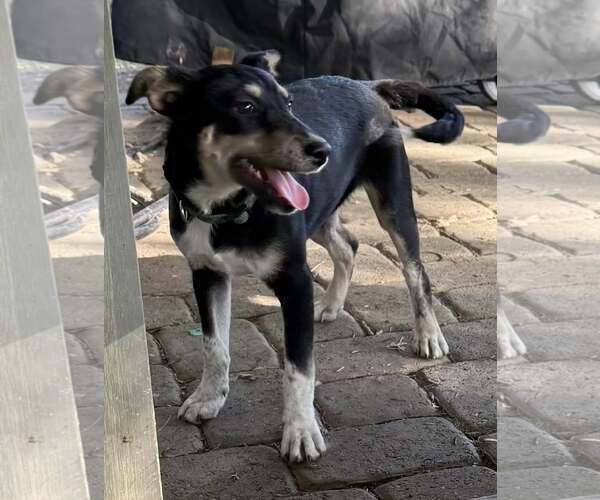 Medium Photo #2 Mutt Puppy For Sale in Davis, CA, USA