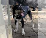 Small #1 Mutt