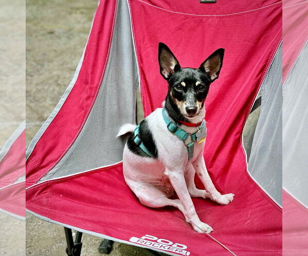 Medium Photo #2 Rat Terrier Puppy For Sale in Atlanta, GA, USA