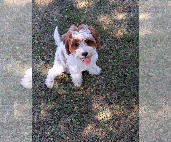 Medium Photo #2 Cavalier King Charles Spaniel Puppy For Sale in Brooklyn Center, MN, USA