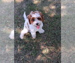 Small #1 Cavalier King Charles Spaniel
