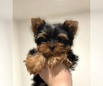 Small Photo #1 Yorkshire Terrier Puppy For Sale in ARCADIA, CA, USA