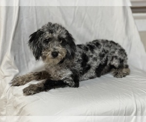 Goldendoodle (Miniature) Puppy for sale in COLORADO SPRINGS, CO, USA