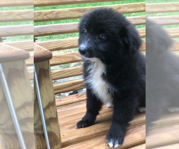 Medium Photo #7 Labrador Retriever-Pomeranian Mix Puppy For Sale in SPENCER, TN, USA