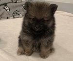 Small Photo #1 Pomeranian Puppy For Sale in SNOHOMISH, WA, USA