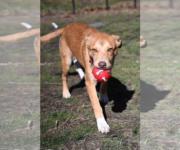 Medium Photo #3 Collie-Unknown Mix Puppy For Sale in Wakefield, RI, USA