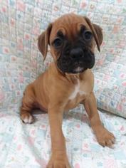Boxer Puppy for sale in TUCSON, AZ, USA