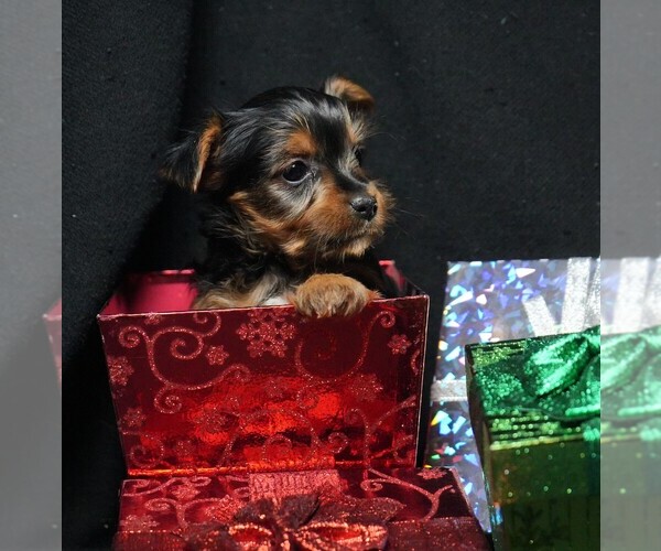 Medium Photo #3 Yorkshire Terrier Puppy For Sale in ROCK VALLEY, IA, USA