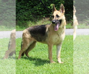 German Shepherd Dog Dogs for adoption in Prattville, AL, USA