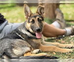 Small #1 German Shepherd Dog