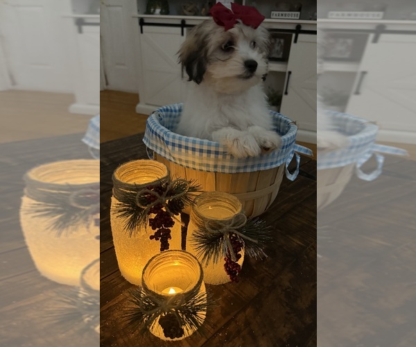 Medium Photo #9 Shih-Poo Puppy For Sale in DINWIDDIE, VA, USA