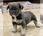 Small #1 French Bulldog