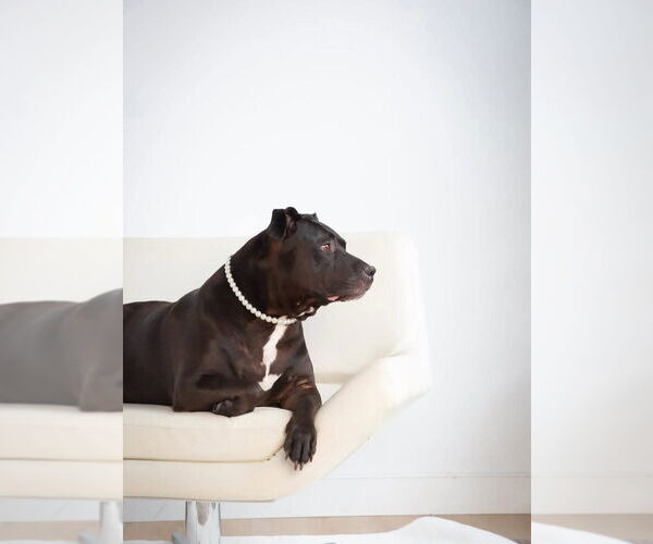 Medium Photo #17 American Pit Bull Terrier-American Staffordshire Terrier Mix Puppy For Sale in Caldwell, NJ, USA