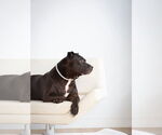 Small #16 American Pit Bull Terrier-American Staffordshire Terrier Mix
