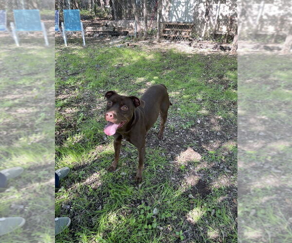 Medium Photo #4 Labrador Retriever-Unknown Mix Puppy For Sale in FRAMINGHAM, MA, USA
