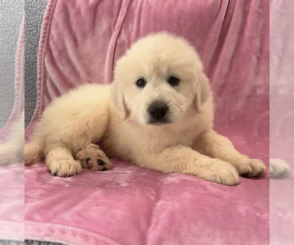 Medium Photo #1 Golden Pyrenees Puppy For Sale in Spring Lake, NC, USA