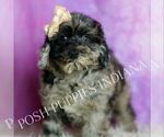 Puppy Rider Poodle (Miniature)