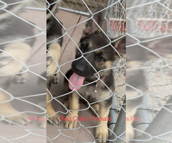 Medium Photo #5 German Shepherd Dog Puppy For Sale in DALLAS, TX, USA