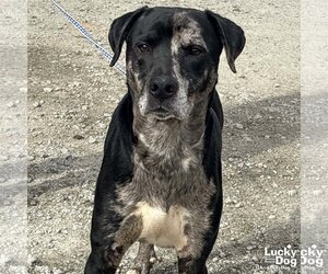 Catahoula Leopard Dog-Unknown Mix Dogs for adoption in Washington, DC, USA
