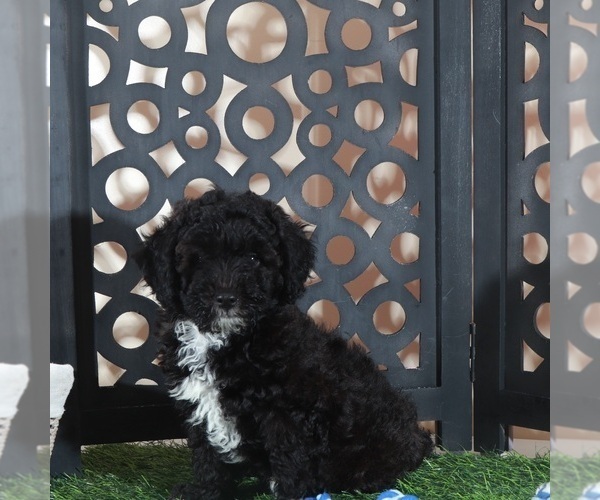 Medium Photo #3 Poodle (Miniature) Puppy For Sale in MOUNT VERNON, OH, USA