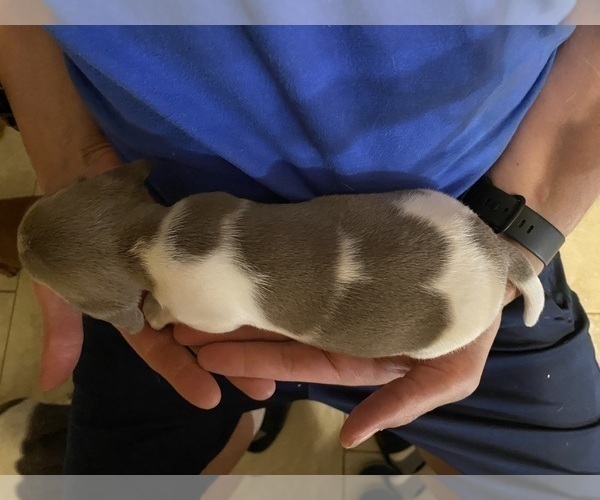 Medium Photo #40 Dachshund Puppy For Sale in LUBBOCK, TX, USA