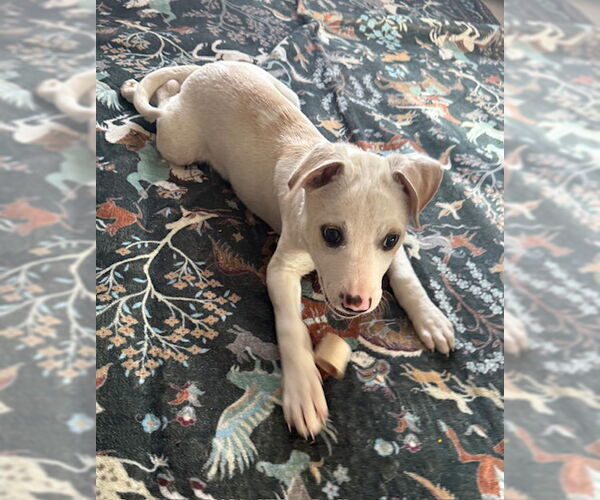 Medium Photo #3 Mutt Puppy For Sale in Princeton, MN, USA