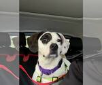 Small #1 American Pit Bull Terrier Mix