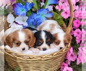 Cavalier King Charles Spaniel Dog for Adoption in GOBLES, Michigan USA