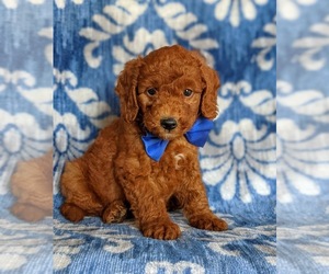 Double Doodle Puppy for sale in NOTTINGHAM, PA, USA