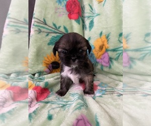 Saint Bernard Puppy for sale in NASHVILLE, IL, USA