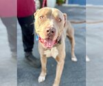 Small #5 American Staffordshire Terrier Mix