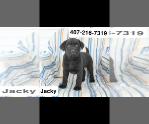 Labrador Retriever Puppy for sale in WINTER HAVEN, FL, USA