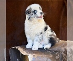 Small #3 Australian Shepherd