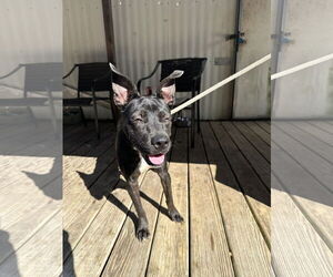 Dottie West - Female American Staffordshire Terrier-Feist Terrier Mix Dog for Adoption - Photo #2
