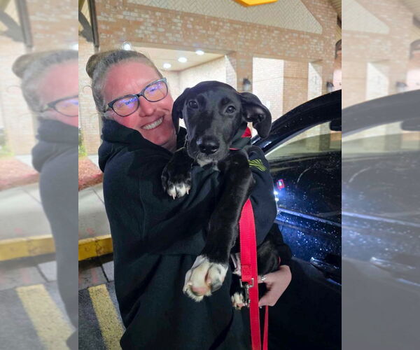 Medium Photo #4 German Shepherd Dog-Great Dane Mix Puppy For Sale in Bullard, TX, USA