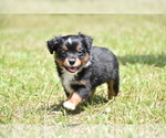 Small #4 Miniature American Shepherd