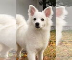 Small American Eskimo Dog