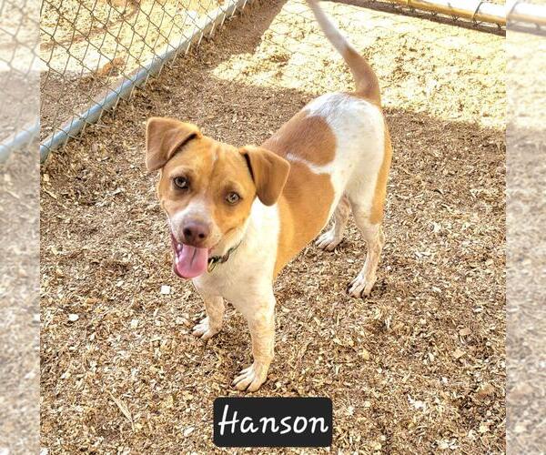 Medium Photo #2 Mutt Puppy For Sale in Granbury, TX, USA