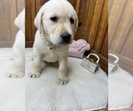Small #1 Labrador Retriever