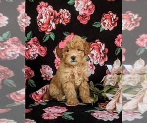 Poodle (Miniature) Puppy for sale in LANCASTER, PA, USA