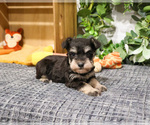 Small #1 Schnauzer (Miniature)